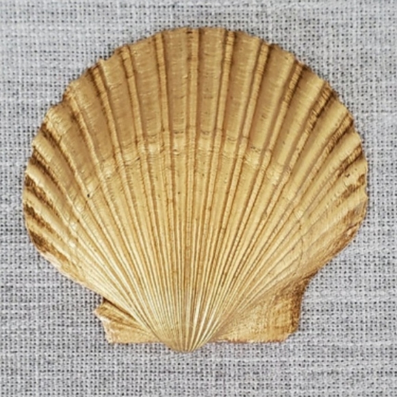 Lemon Sunshine Scallop Shell - Picture 2 of 4